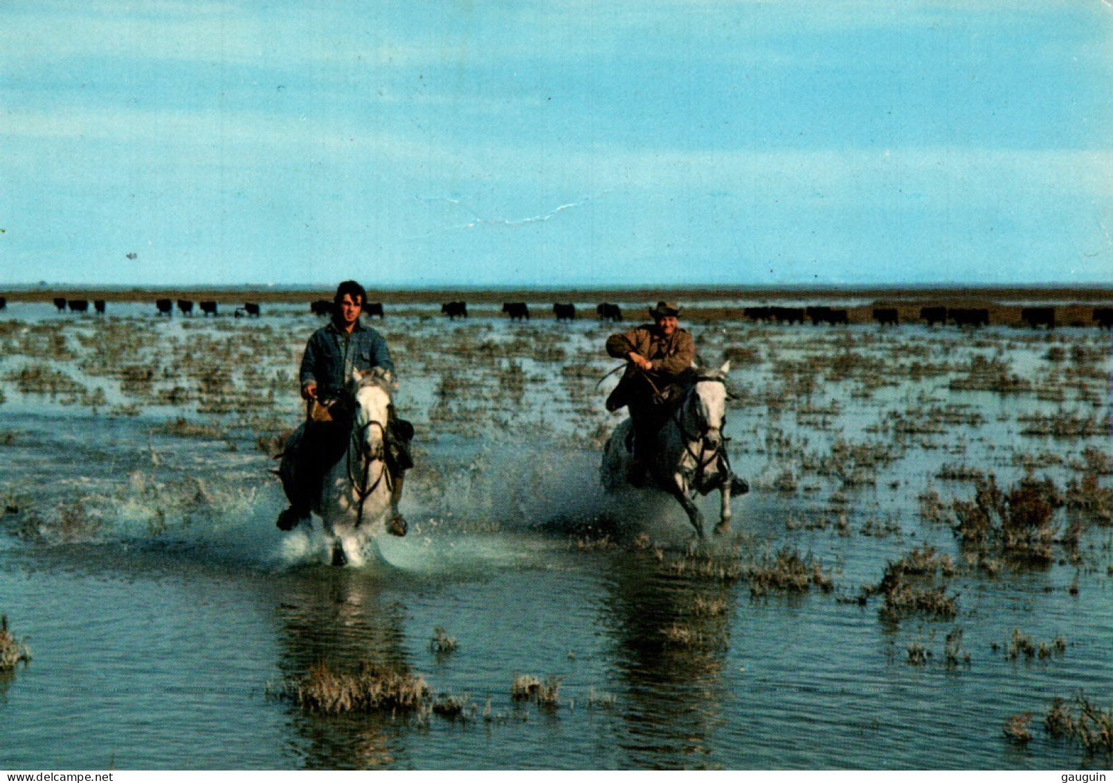 CPM - CHEVAL - CAMARGUE - Gardians Au Galop  ... Edition Label - Horses