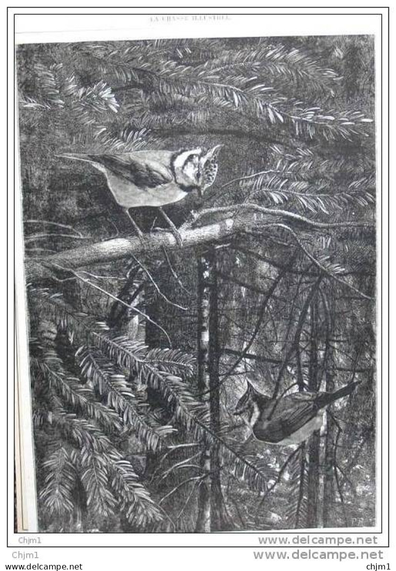 Mésange Huppée - Haubenmeise  - Page Original - Gravure - Alter Stich 1881 - Estampas & Grabados