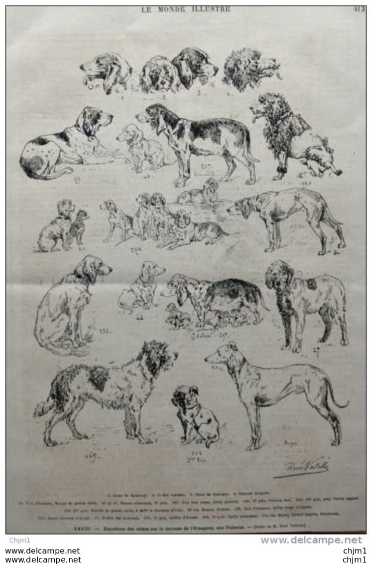 Paris - Exposition Des Chiens Sur La Terrasse De L'Orangerie Au Tuileries - Greyhound - Carlin - Page Original 1881 - Documents Historiques