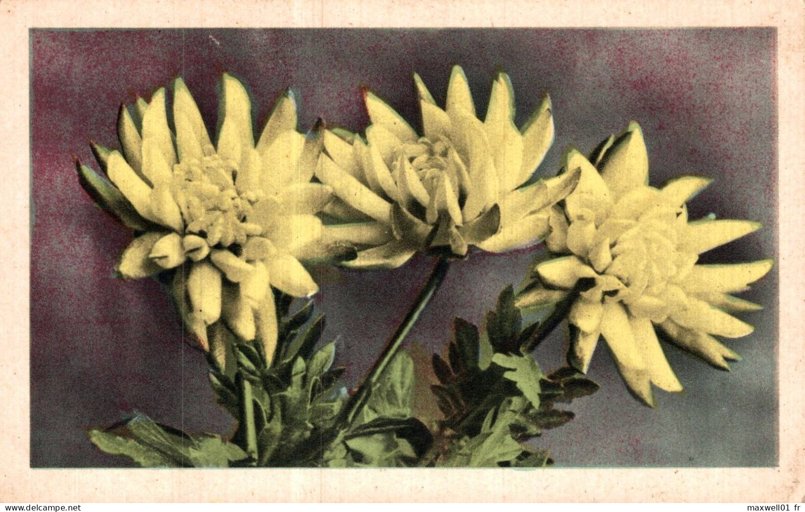 O5 - Carte Postale Fantaisie - Fleurs Jaunes - Blumen