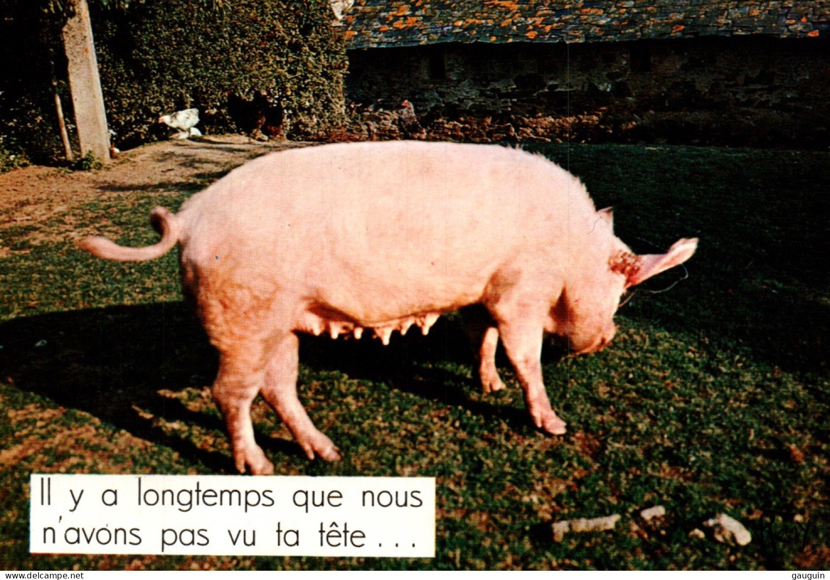 CPSM - COCHONS - Carte Humour ... Edition F.Chapeau - Cochons