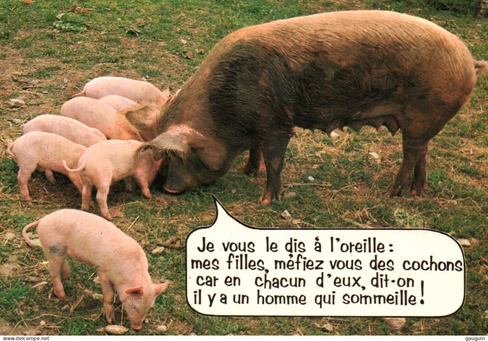 CPSM - COCHONS - Carte Humour ... Edition J.Cellard - Schweine