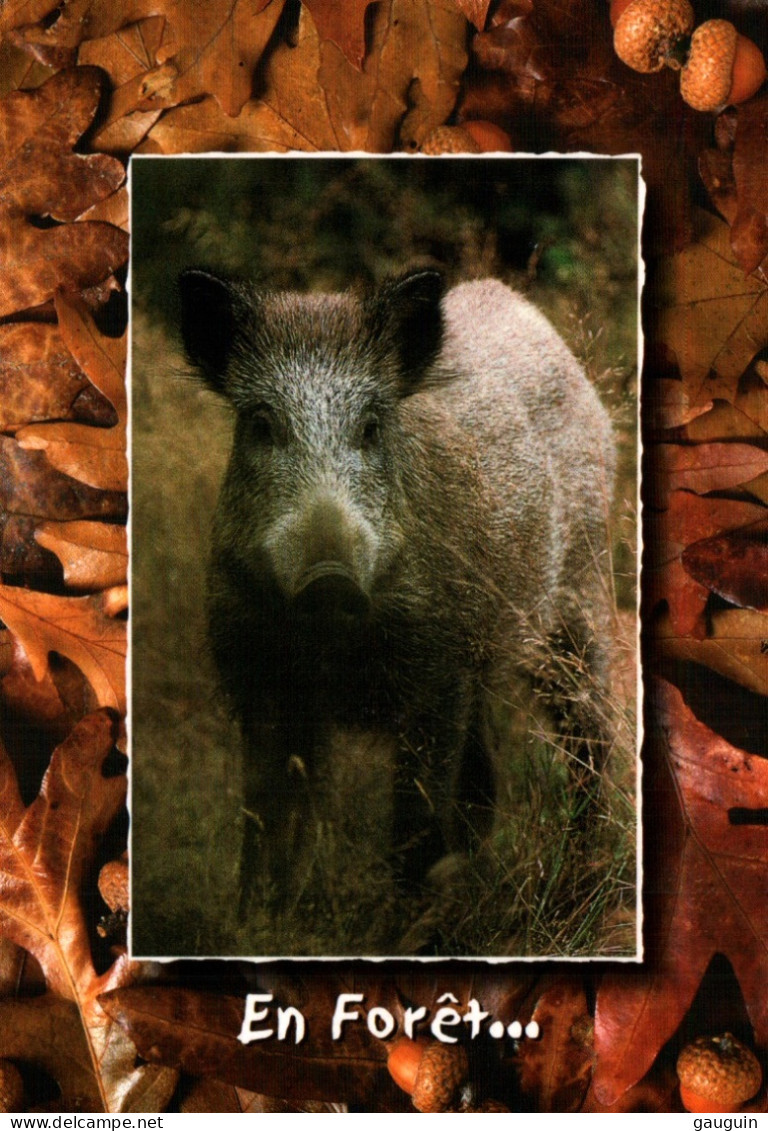 CPM - SANGLIER - En Forêt - Photo M.Gauthier... Editions M.G. - Andere & Zonder Classificatie