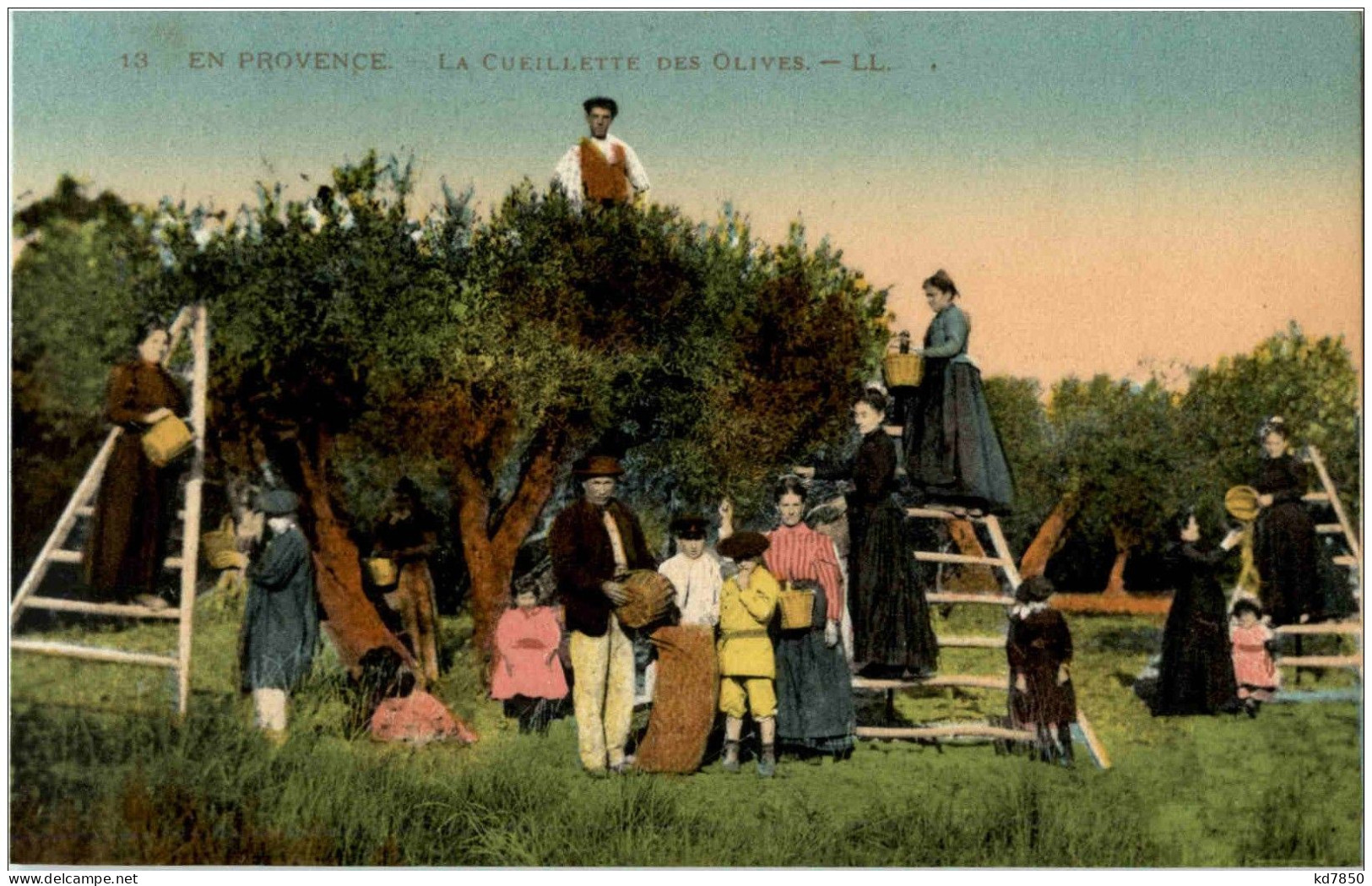 En Provence - La Cueilette Des Olives - Altri & Non Classificati