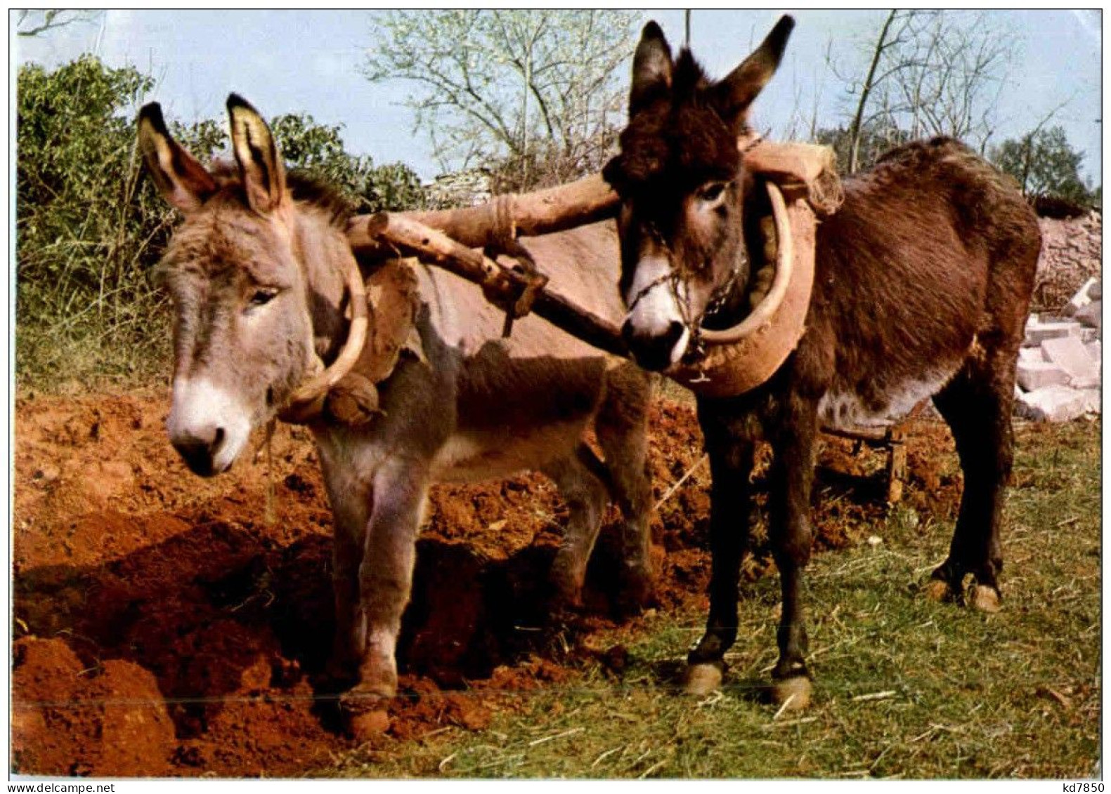 Esel Donkey - Esel