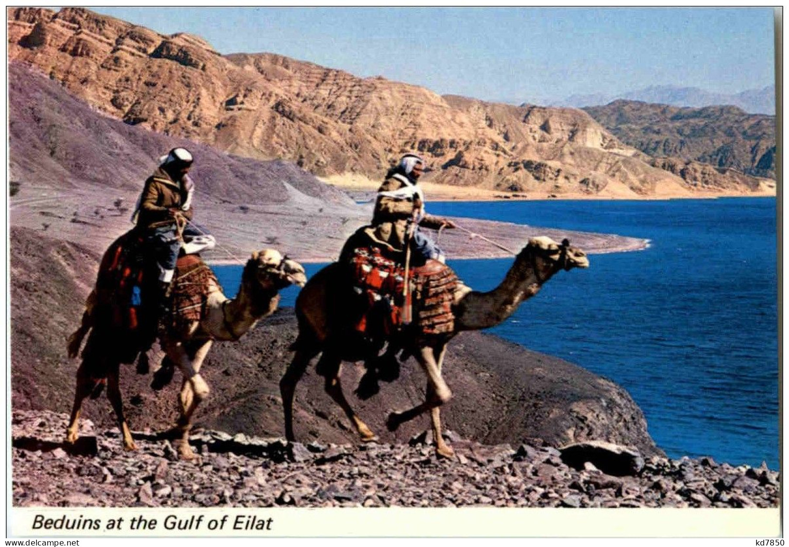 Bedouins At The Gulf Of Eilat Camel - Israel