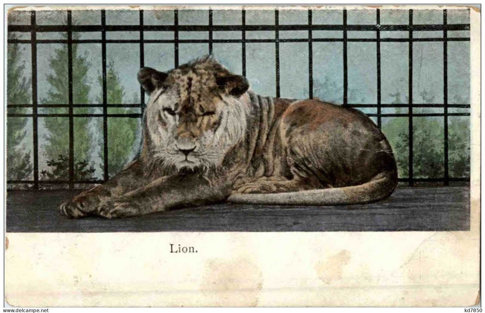 Lion - Leones