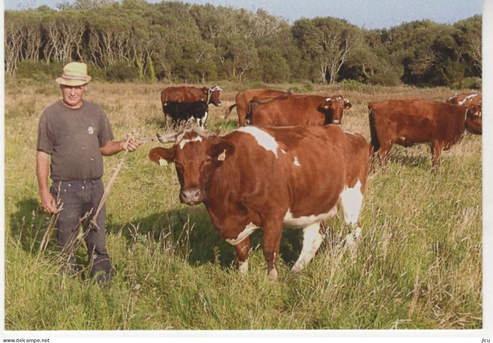 LANDEDA, René CHEVER élève Des Vaches Armoricaines Type Pie Rouge Et Durham (2007) - N°18 Aventure Carto - Sonstige & Ohne Zuordnung