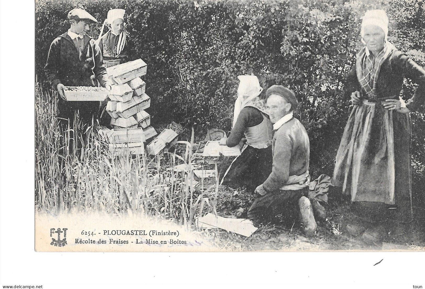 Plougastel - Récolte Des Fraises - La Mise En Boîtes - Plougastel-Daoulas