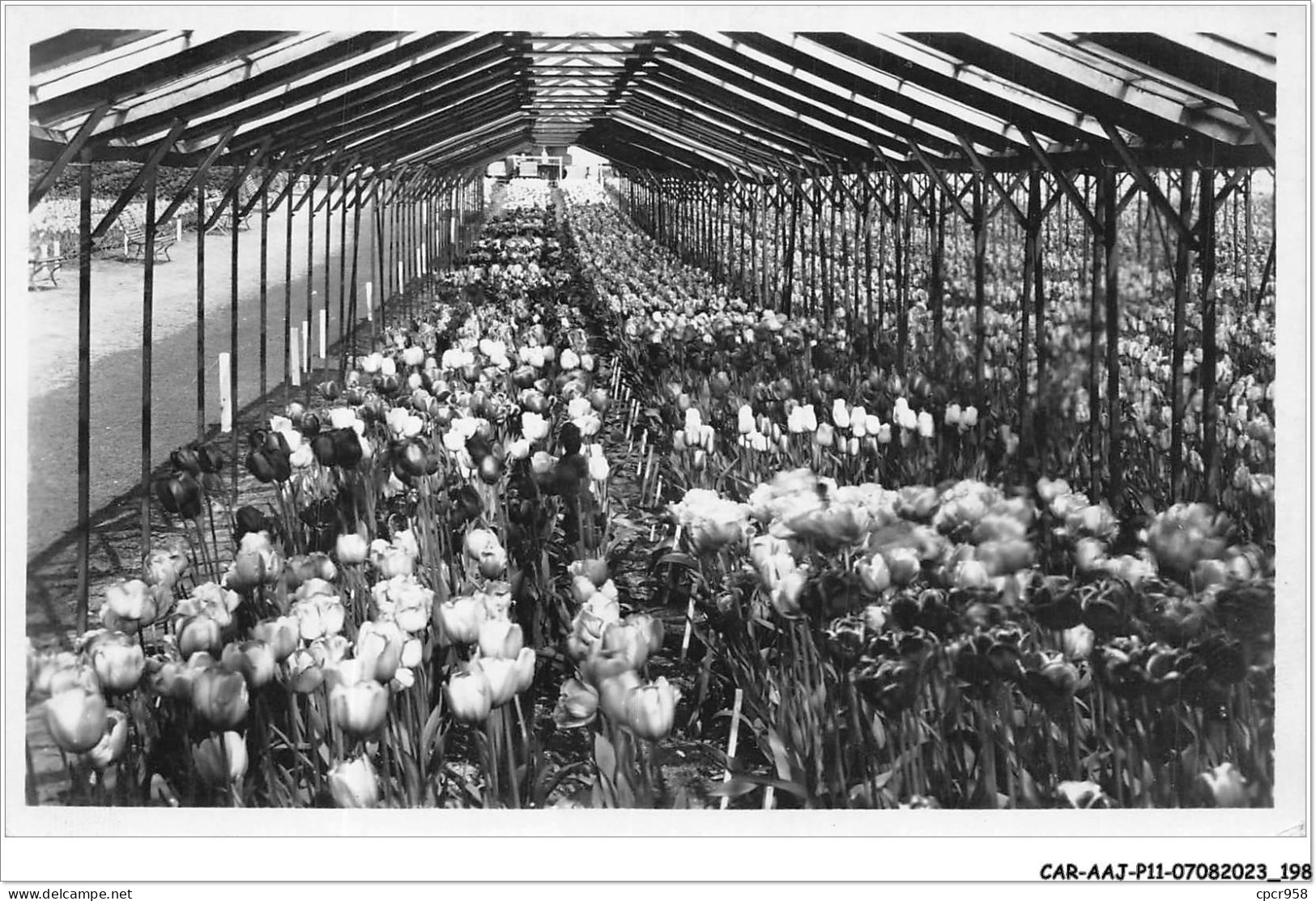 CAR-AAJP11-95-1094 - GONESSE - Les Tulipes De France - Exposition Avril-Mai - Other & Unclassified