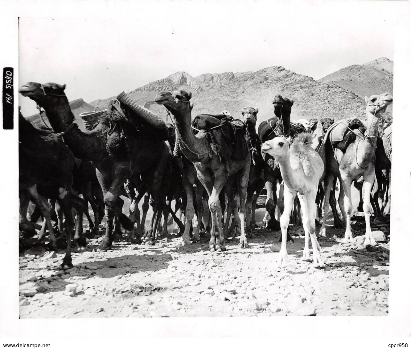 Photo De Presse.AM21279.24x18 Cm Environ.Troupeau De Chameaux - Autres & Non Classés