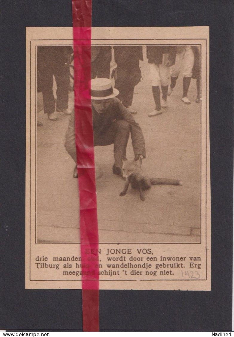 Tilburg - Jonge Vos Als Huisdier - Orig. Knipsel Coupure Tijdschrift Magazine - 1923 - Ohne Zuordnung