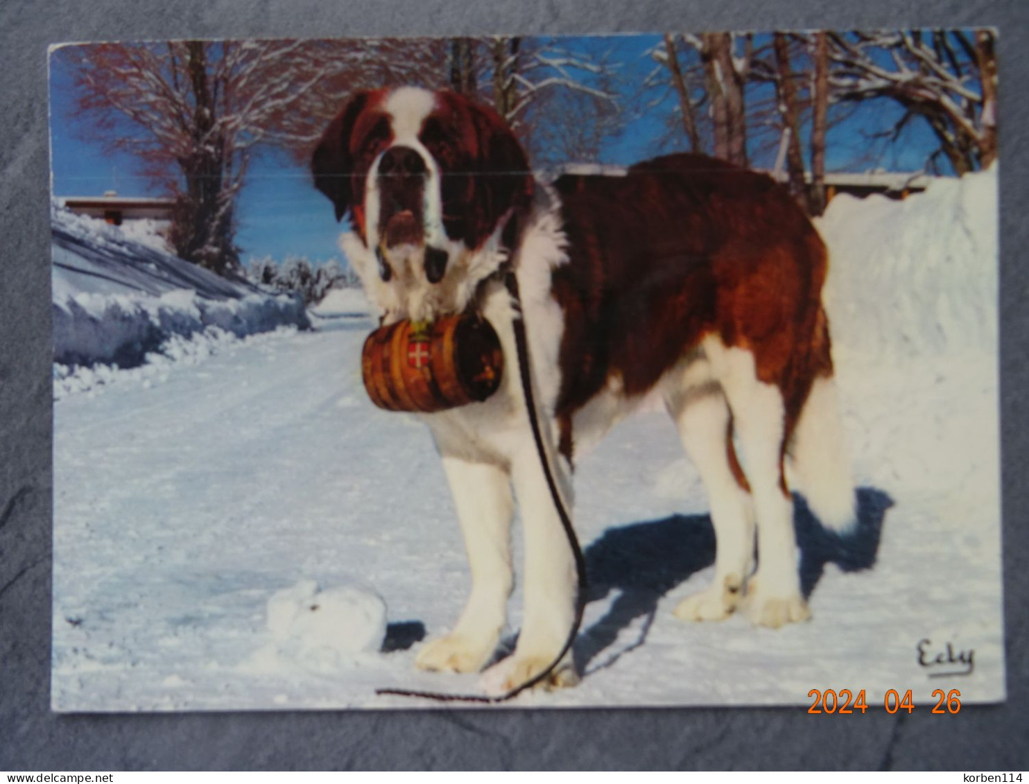 ROBBY  CHIEN ST. BERNARD - Honden