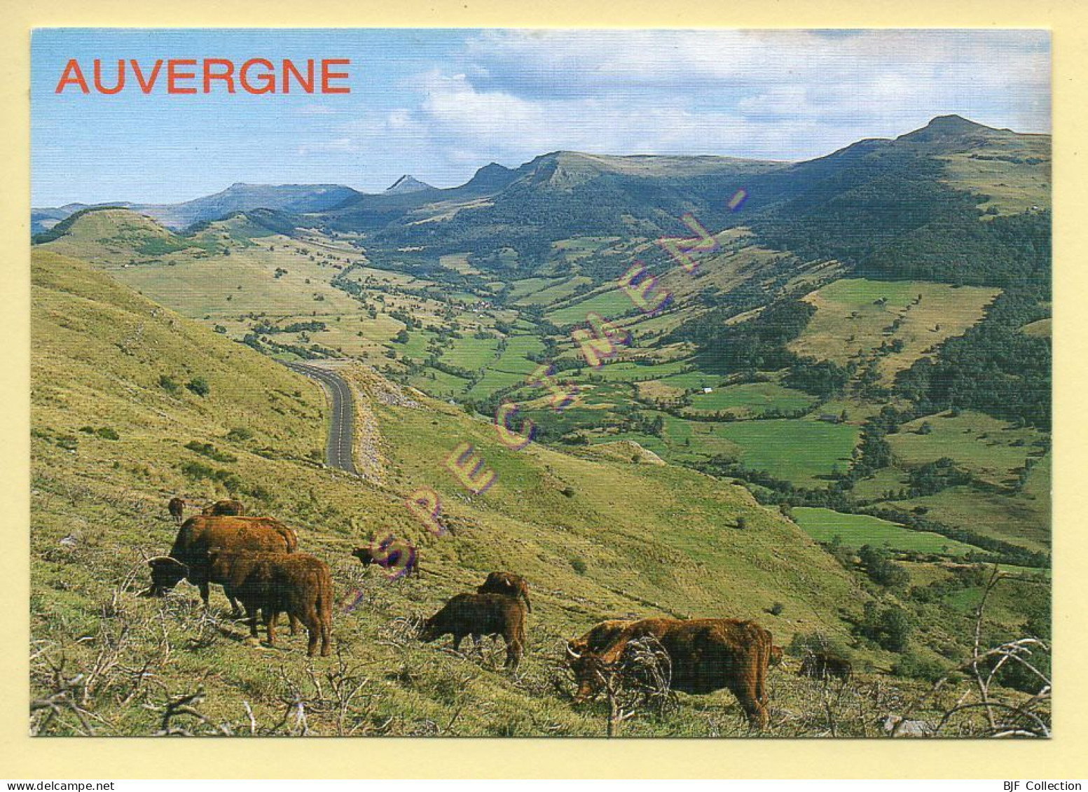 Vaches : Sur Les Monts Du Cantal / Entre Salers Et Le Col De Neronne / La Vallée De La Maronne (voir Scan Recto/verso) - Cows