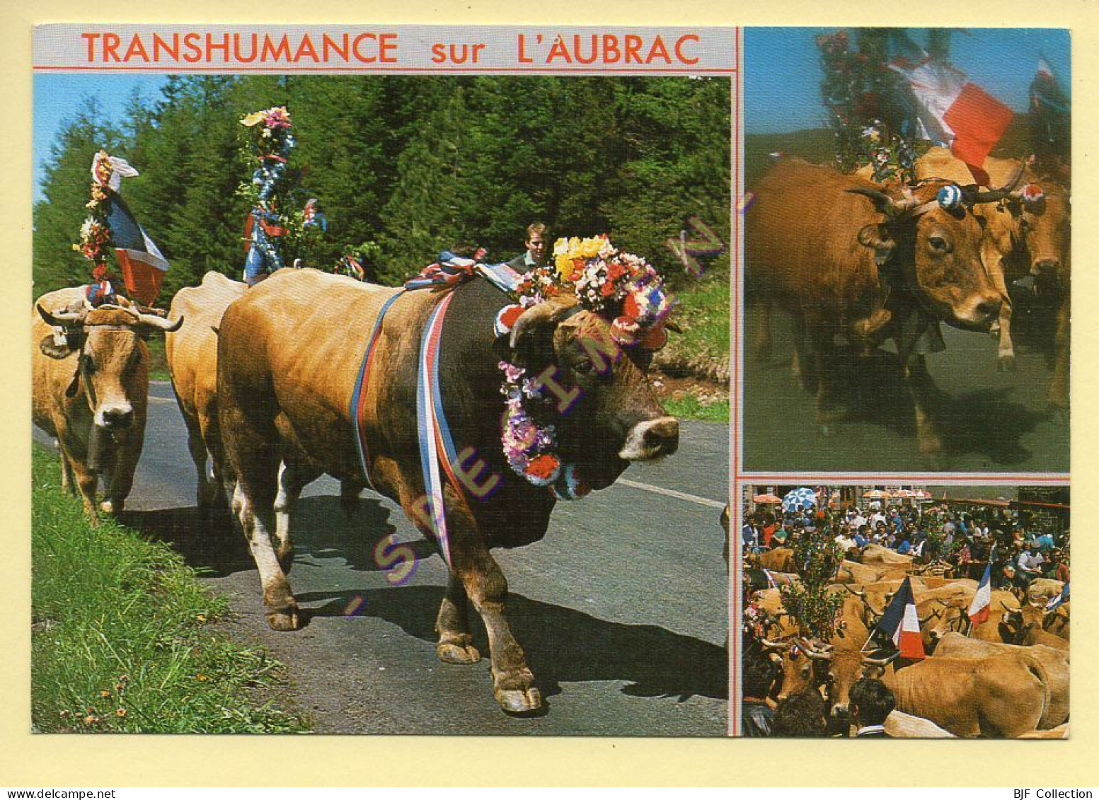 Vaches : Sur Les Monts D'Aubrac / La Transhumance / Multivues (voir Scan Recto/verso) - Vaches