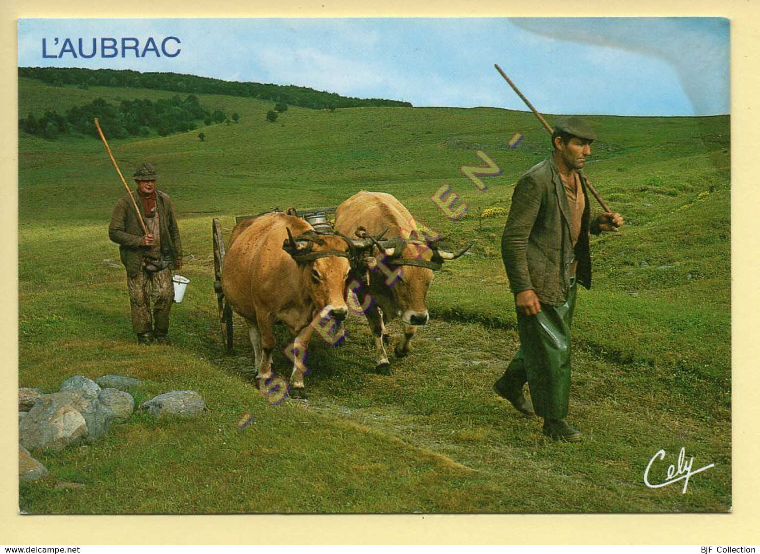 Vaches : L'Aubrac / Le Retour Au Buron Après La Traite Matinale (voir Scan Recto/verso) - Mucche