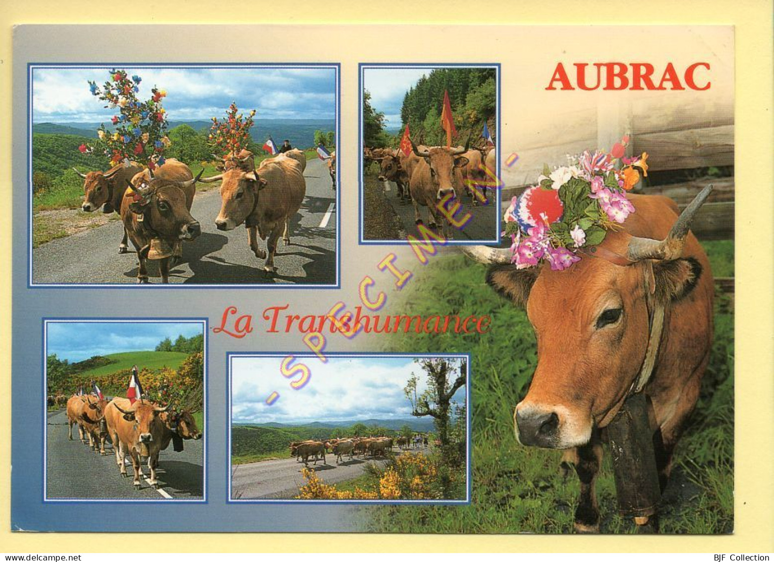 Vaches : La Transhumance Sur Les Monts D'Aubrac / Multivues / Fête (voir Scan Recto/verso) - Vacas