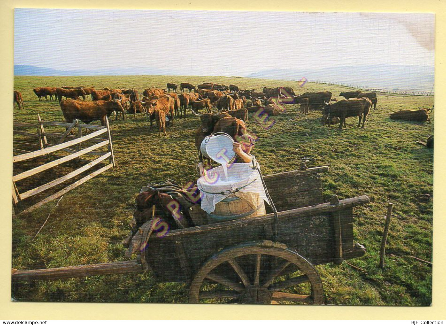 Vaches : La Traite Au Parc / Aux Premières Lueurs De L'aube (voir Scan Recto/verso) - Cows