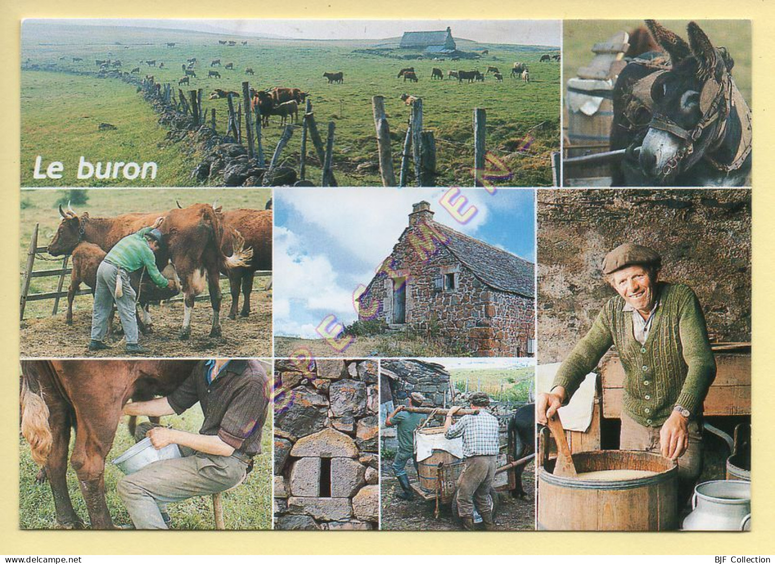 Vaches : Le Buron Pour La Fabrication Traditionnelle Du Fromage / Multivues (voir Scan Recto/verso) - Kühe