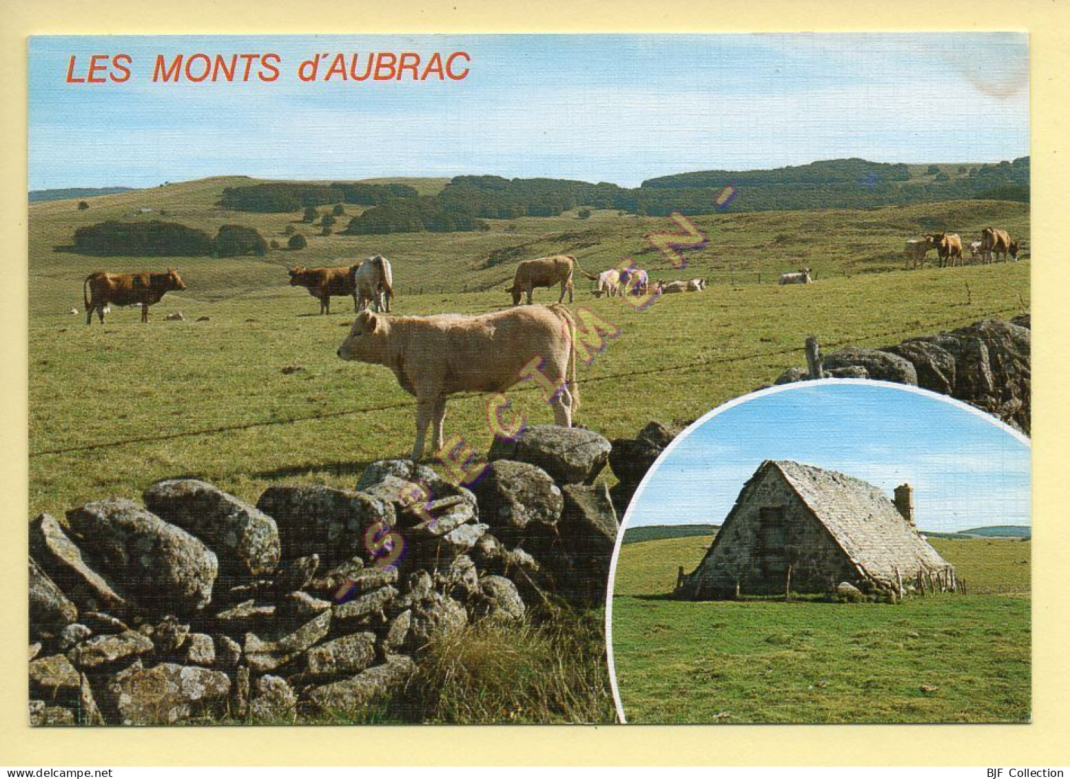 Vaches : Pâturages Sur Les Monts D'Aubrac (voir Scan Recto/verso) - Vacas