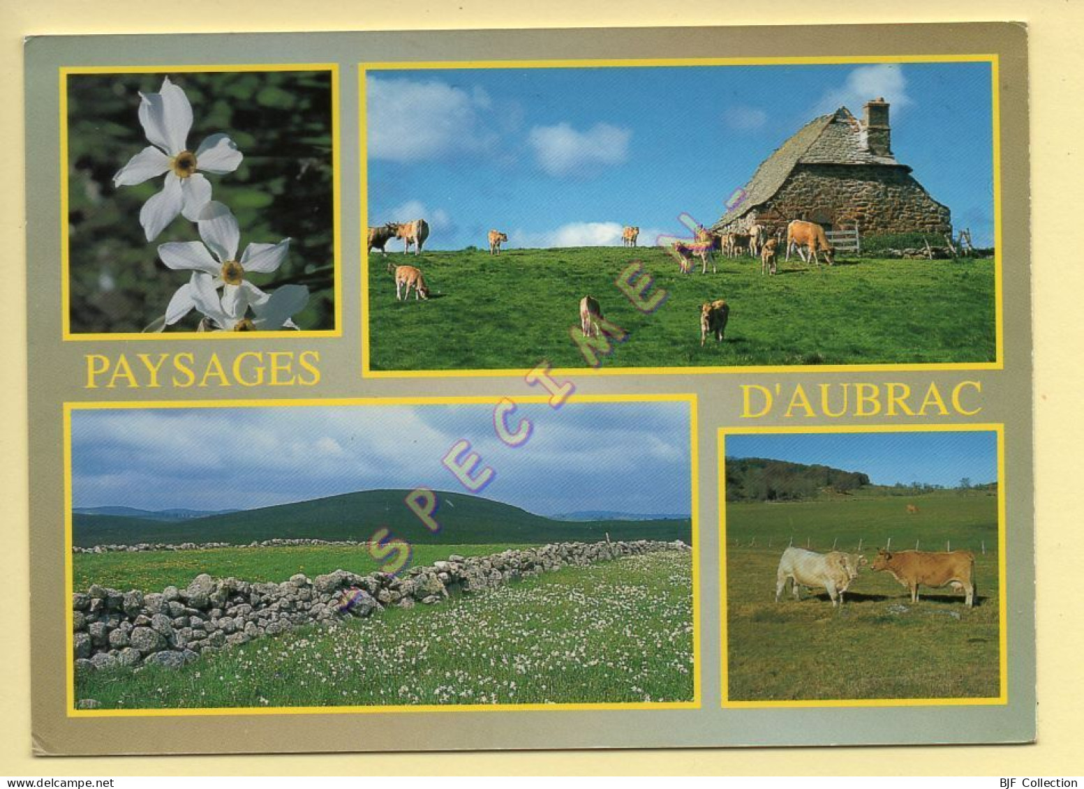 Vaches : Paysages D'Aubrac / Multivues (voir Scan Recto/verso) - Cows