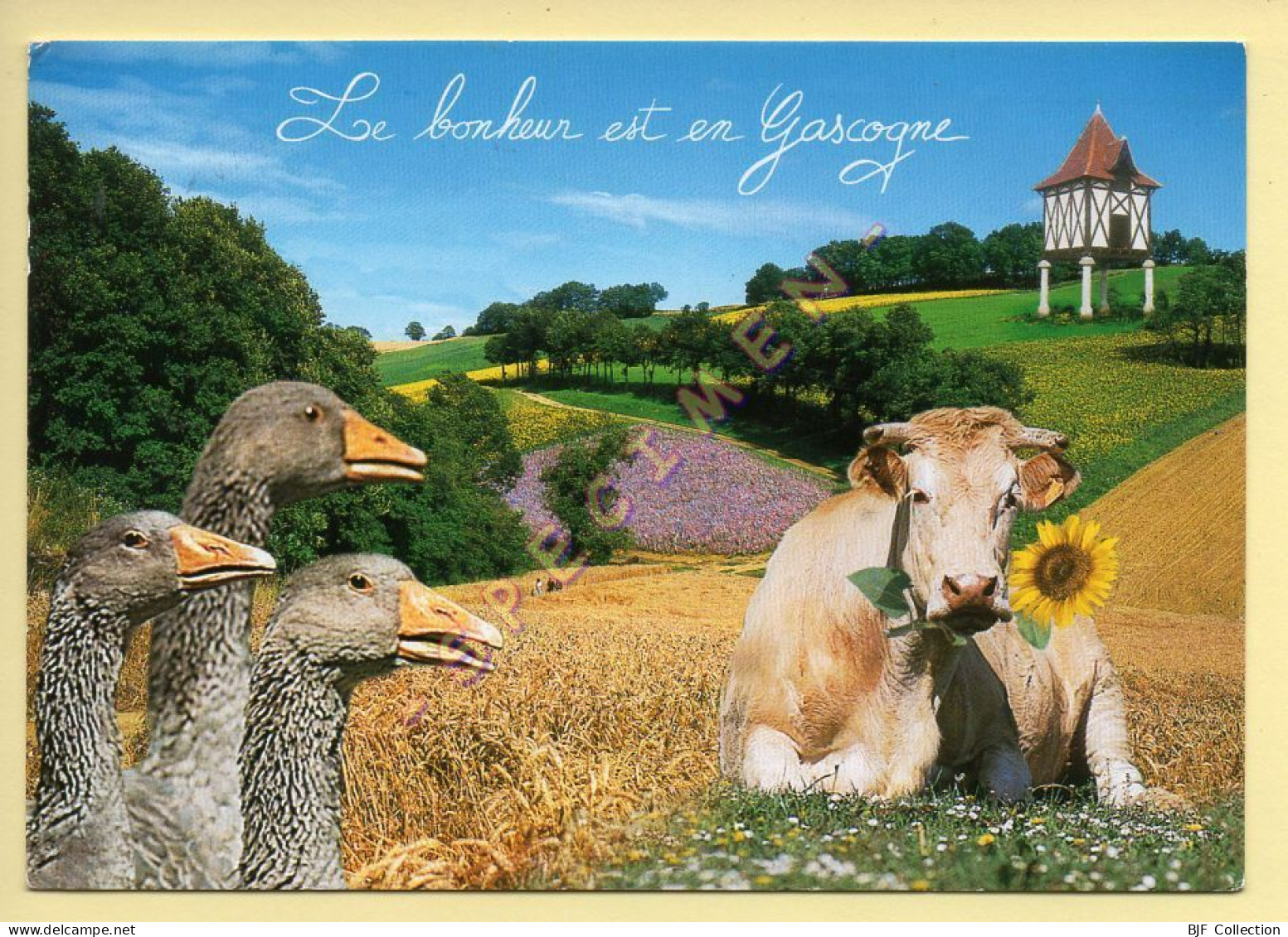 Vaches : Le Bonheur Est En Gascogne (oies / Tournesol) (voir Scan Recto/verso) - Kühe