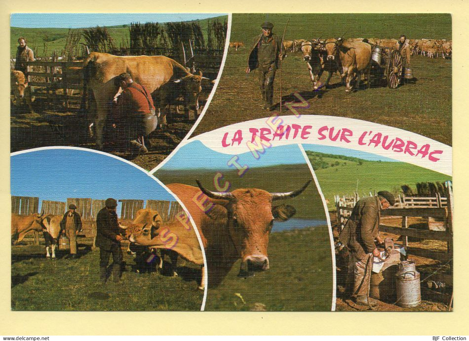 Vaches : Sur Les Monts D'Aubrac / La Traite Au Parc / Multivues (voir Scan Recto/verso) - Kühe