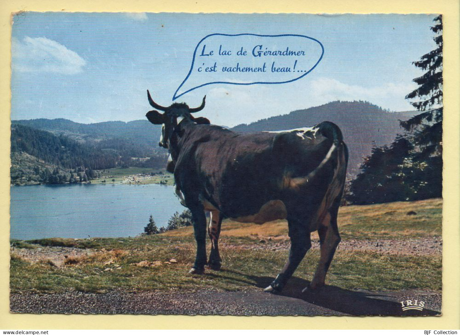 Vaches : Le Lac De Gerardmer C'est Vachement Beau ! / CPSM (voir Scan Recto/verso) - Vaches