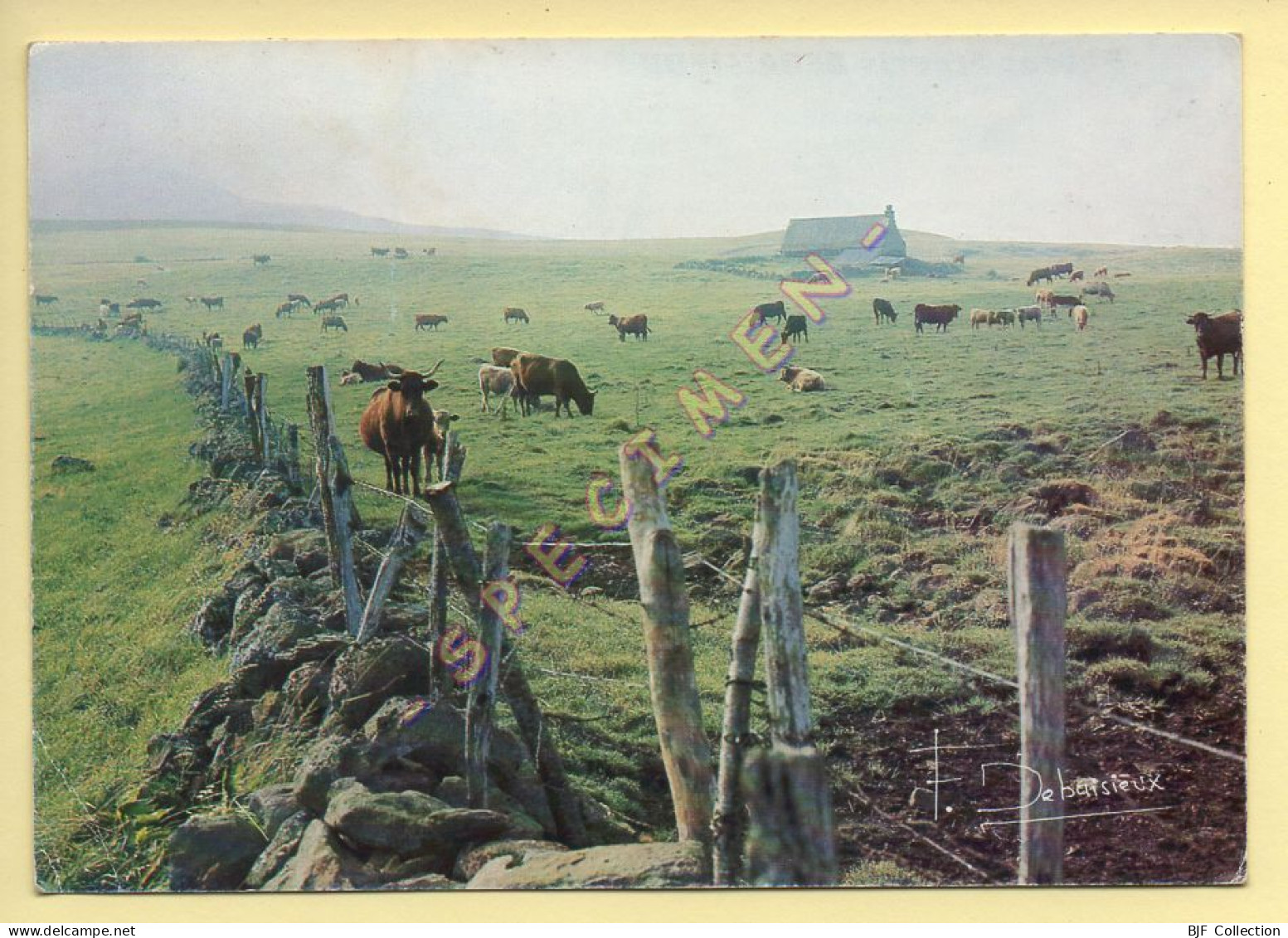 Vaches : Buron En Auvergne (voir Scan Recto/verso) - Cows