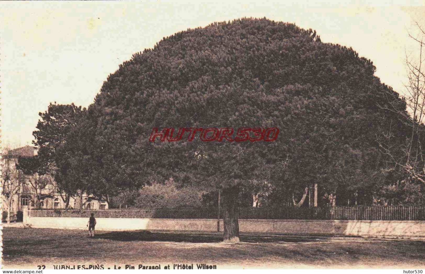 CPA JUAN LES PINS - LE PIN PARASOL ET L'HOTEL WILSON - Juan-les-Pins