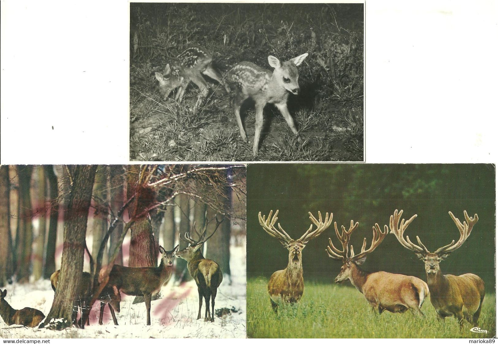 LOT 5 CPA/CPM 1 PHOTO CERFS BICHES ET FAONS / Voir Descriptif - Otros & Sin Clasificación