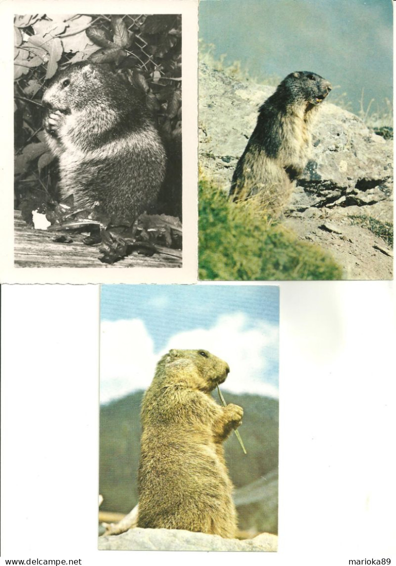 LOT 5 CPSM/CPM MARMOTTES - Other & Unclassified
