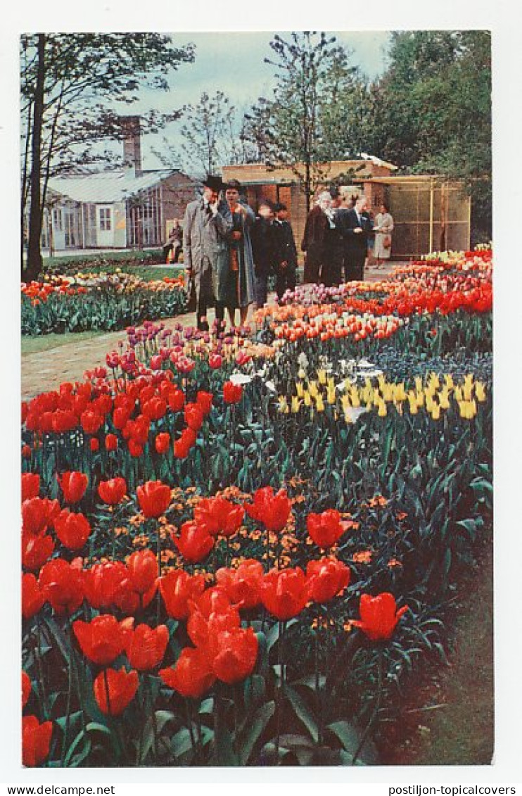 Firma Briefkaart Hillegom 1960 - Bloembollenkwekerij - Non Classés
