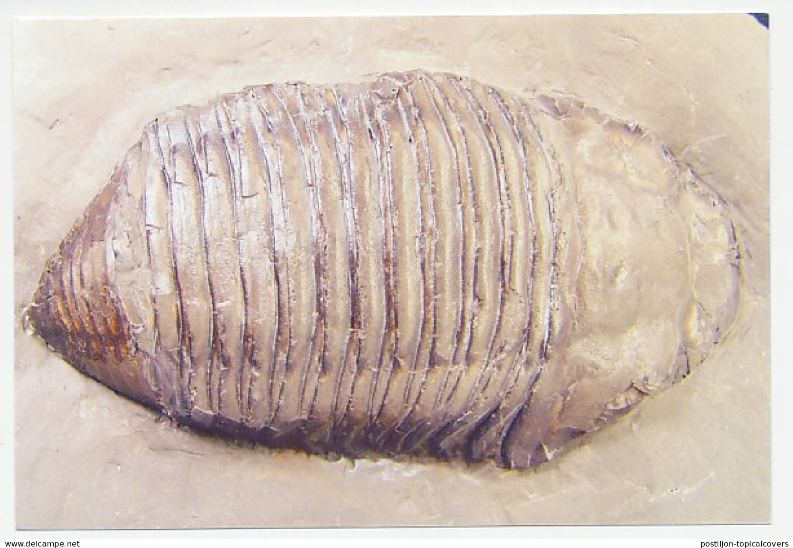 Postal Stationery China 2006 Fossil - Trilobite - Vor- Und Frühgeschichte
