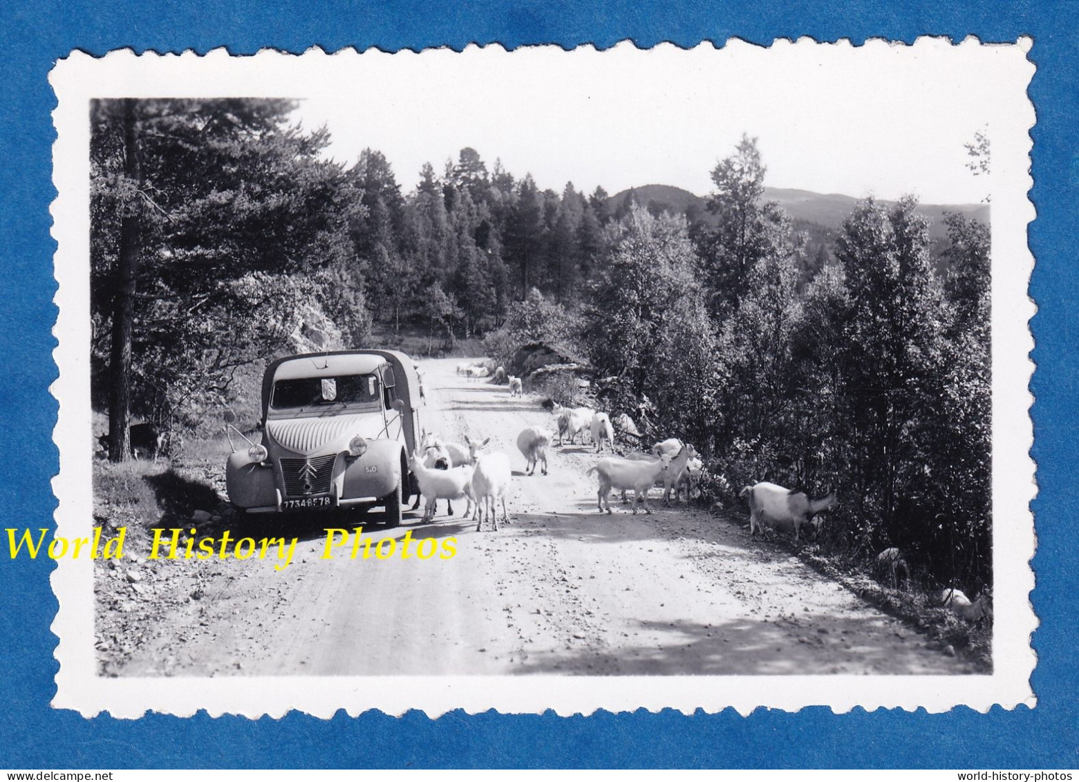 Photo Ancienne Snapshot - Route à Situer - Automobile CITROEN 2CV Et Troupeau De Chèvre - Auto Animal Forêt - Automobiles