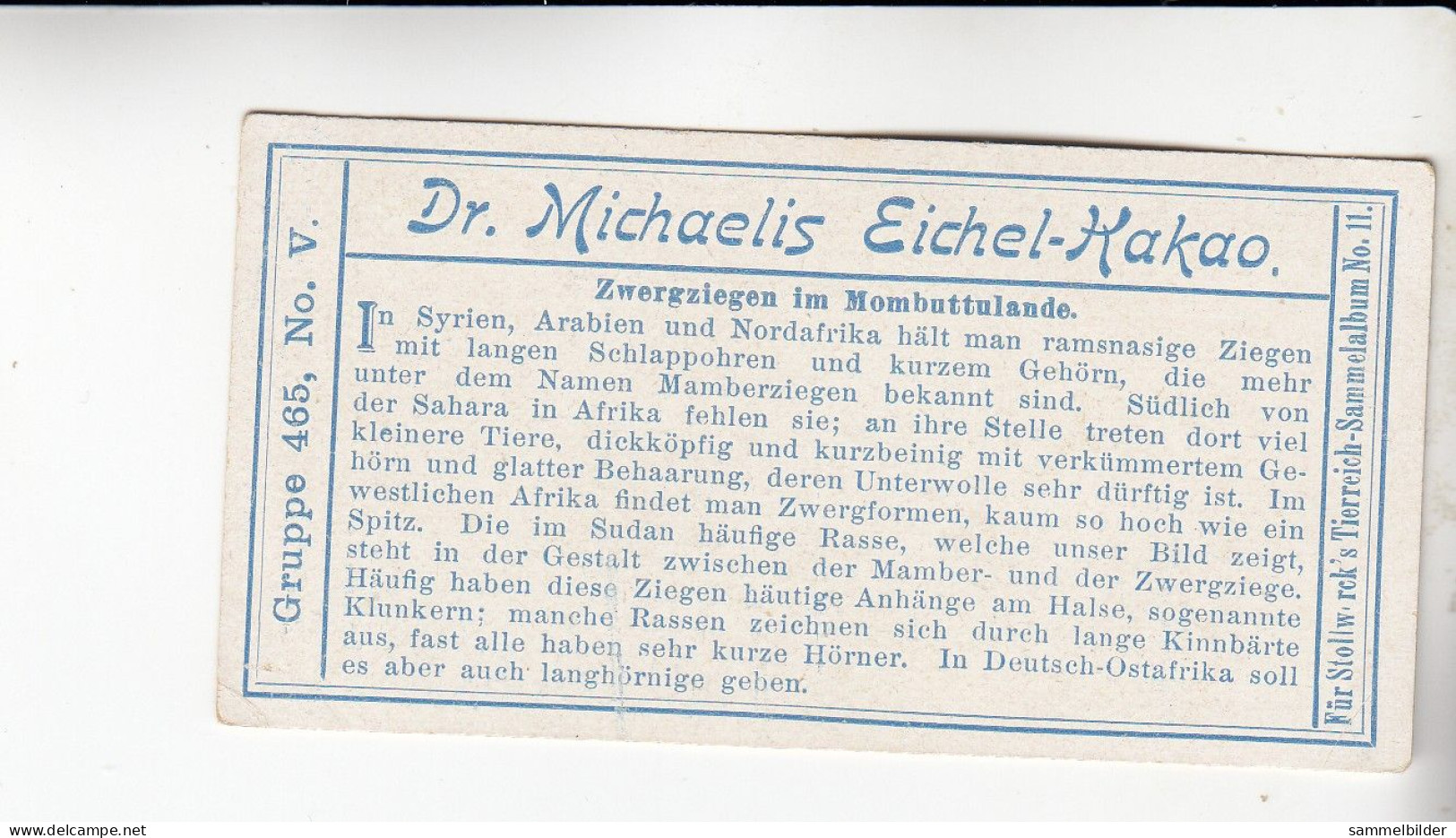 Stollwerck Album No 11 Ziegen Zwergziegen Im Mombuttulande    Grp 465 #5 Von 1910 - Stollwerck