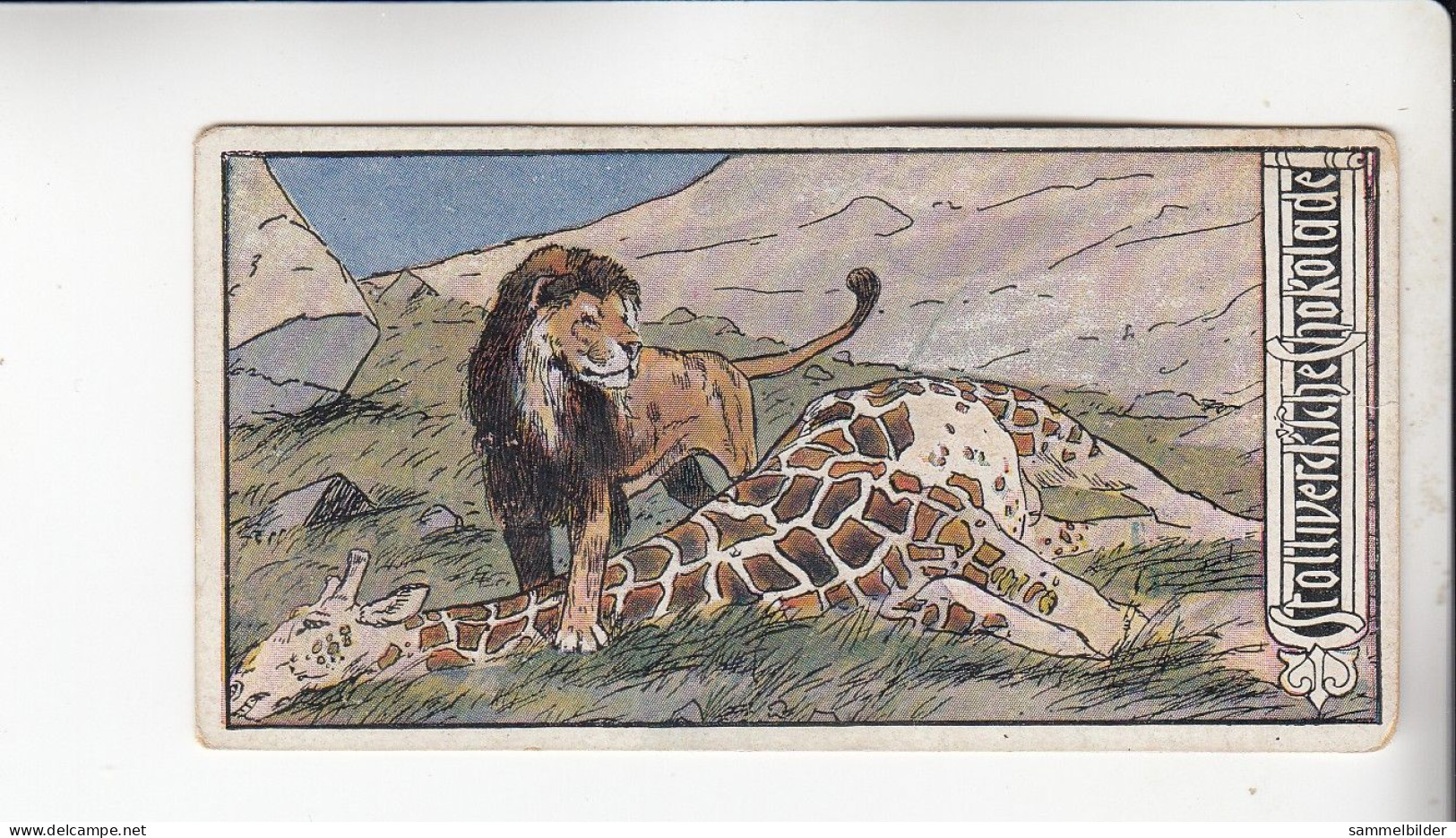 Stollwerck Album No 5 Tierkämpfe Löwe Und Giraffe     Grp 234#3 Von 1902 - Stollwerck