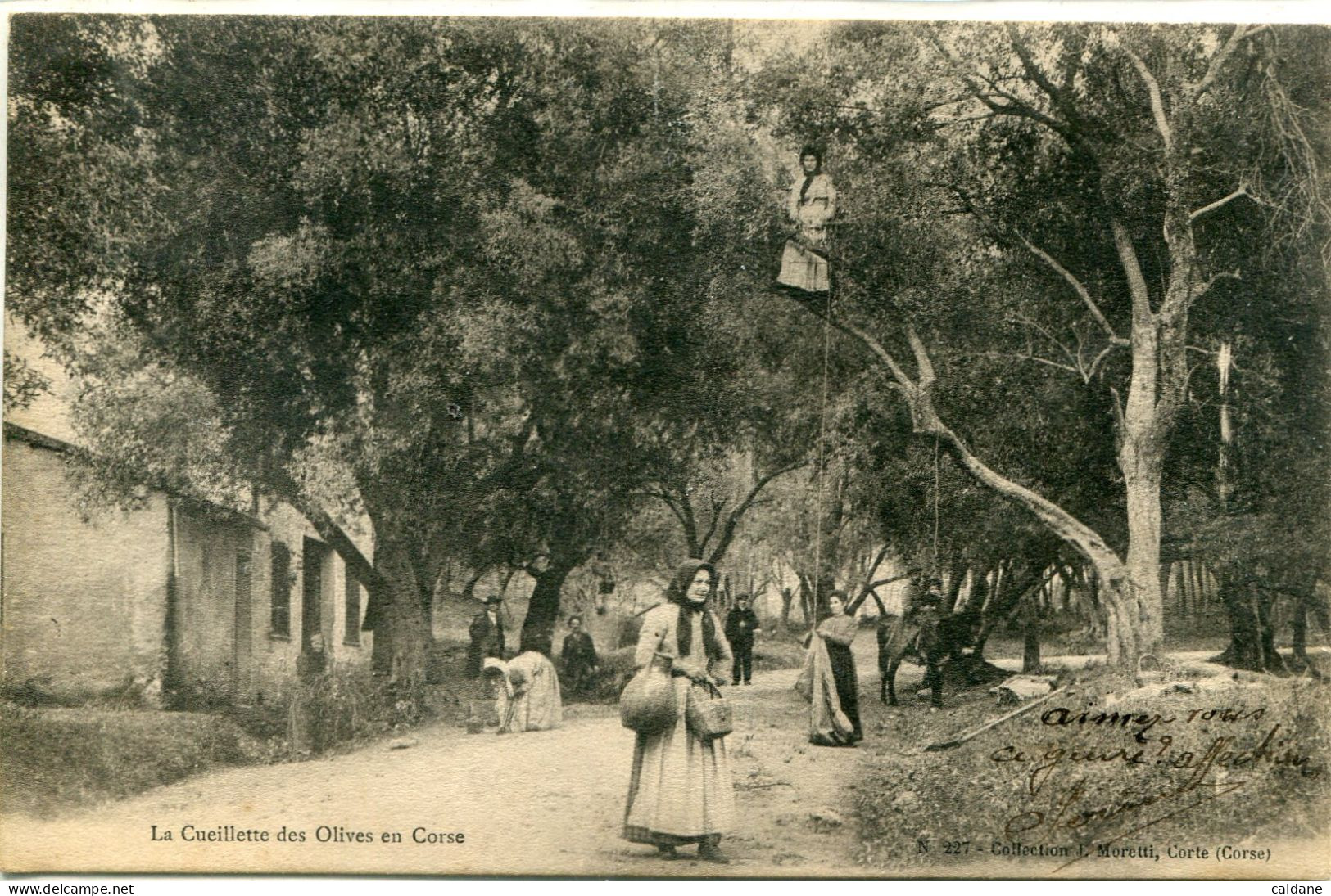 2A-CORSE  -  La Cueillette Des Olives En Corse        Collection J.Moretti,Corte - Landbouw