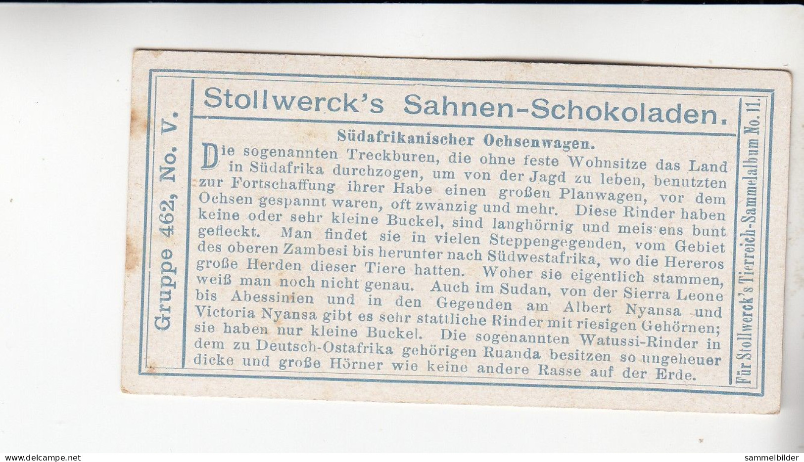Stollwerck Album No 11 Rinder Südafrikanischer Ochsenwagen   Grp 462 #5 Von 1910 - Stollwerck