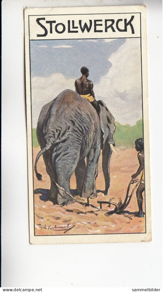 Stollwerck Album No 11 Elefanten Und Schweine Der Afrikanische Elefant Vor Dem Pfluge   Grp 460 #3 Von 1910 - Stollwerck