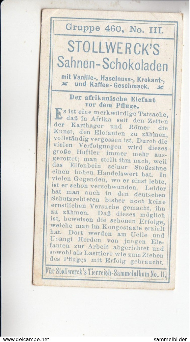 Stollwerck Album No 11 Elefanten Und Schweine Der Afrikanische Elefant Vor Dem Pfluge   Grp 460 #3 Von 1910 - Stollwerck