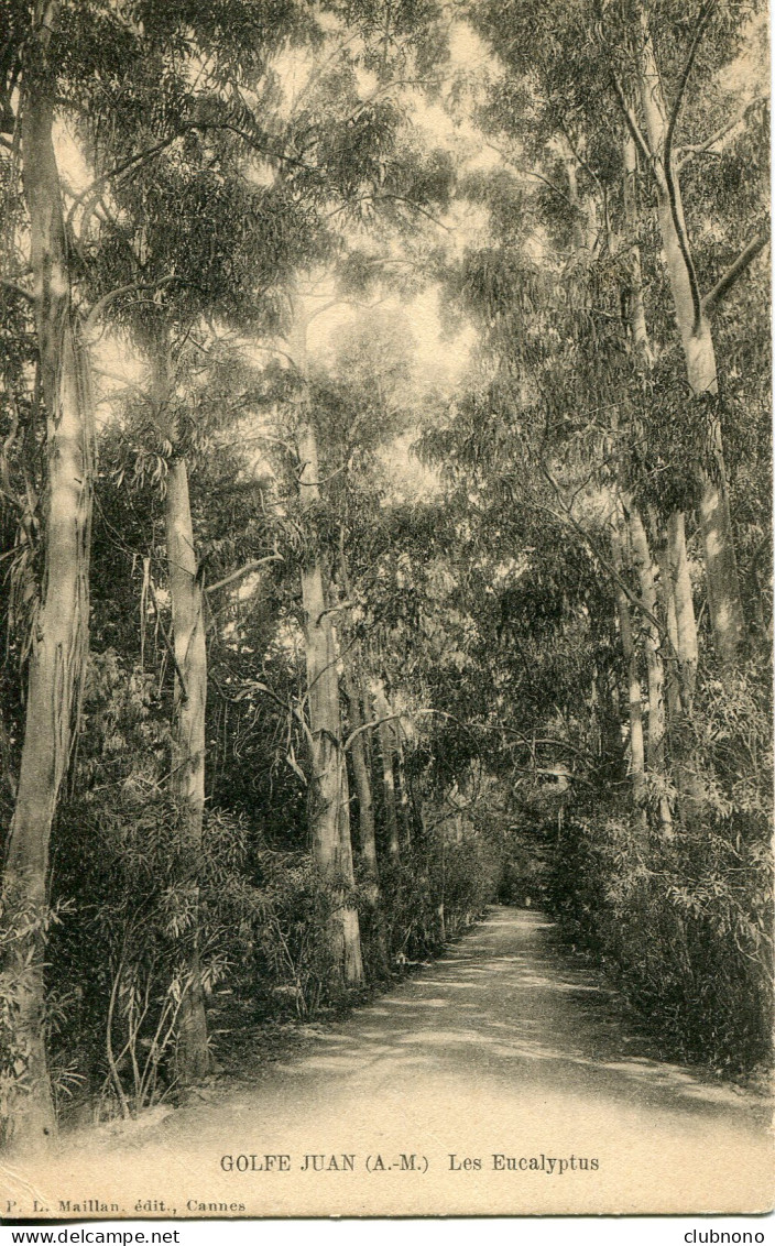 CPA -  GOLFE-JUAN - LES EUCALYPTUS (1903) - Juan-les-Pins