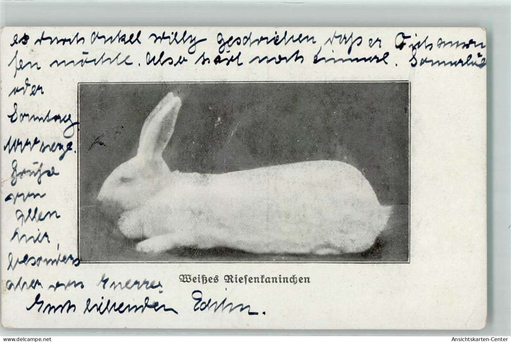 13241106 - Weisses Riesenkaninchen Aus Der Zeitschrift: Der Kaninchenzuechter AK - Otros & Sin Clasificación