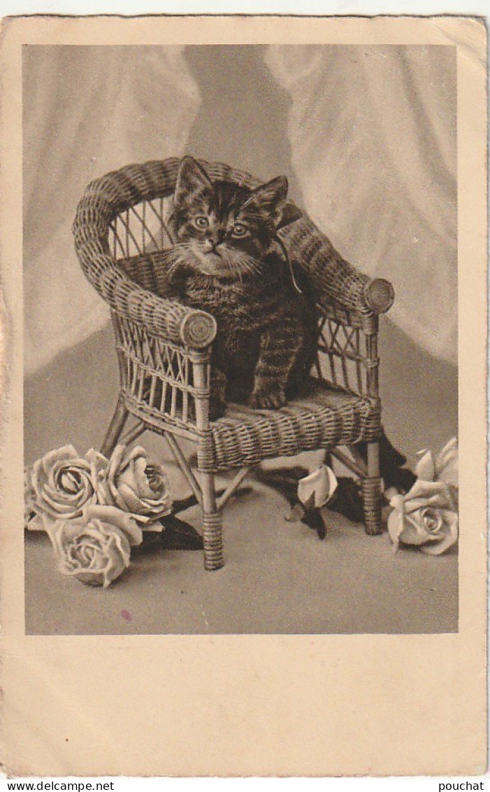 YO 3- CHATON DANS FAUTEUIL EN ROTIN ET FLEURS ,  ROSES  - 2 SCANS - Chats