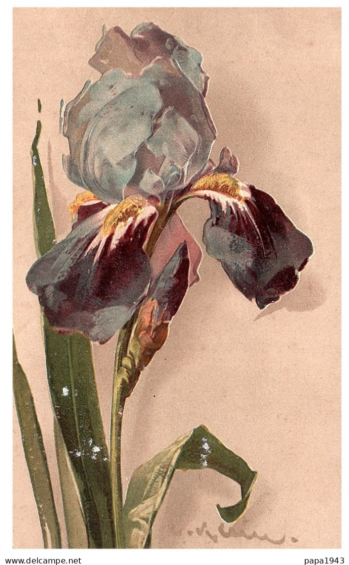 KLEIN  Le Charme D' Un Magnifique Iris - Klein, Catharina