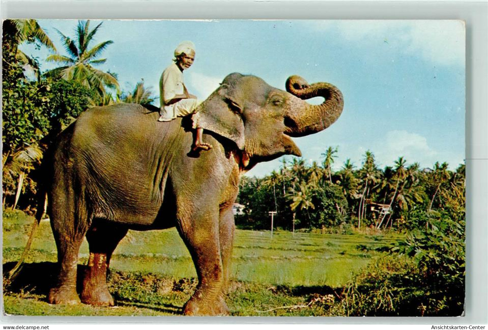 39281406 - Plantagen Ceylon CP26 - Olifanten