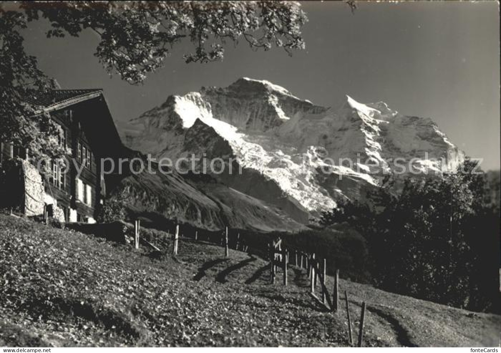 12024808 Wengen BE Blick Gegen Jungfrau Berner Alpen Wengen - Sonstige & Ohne Zuordnung