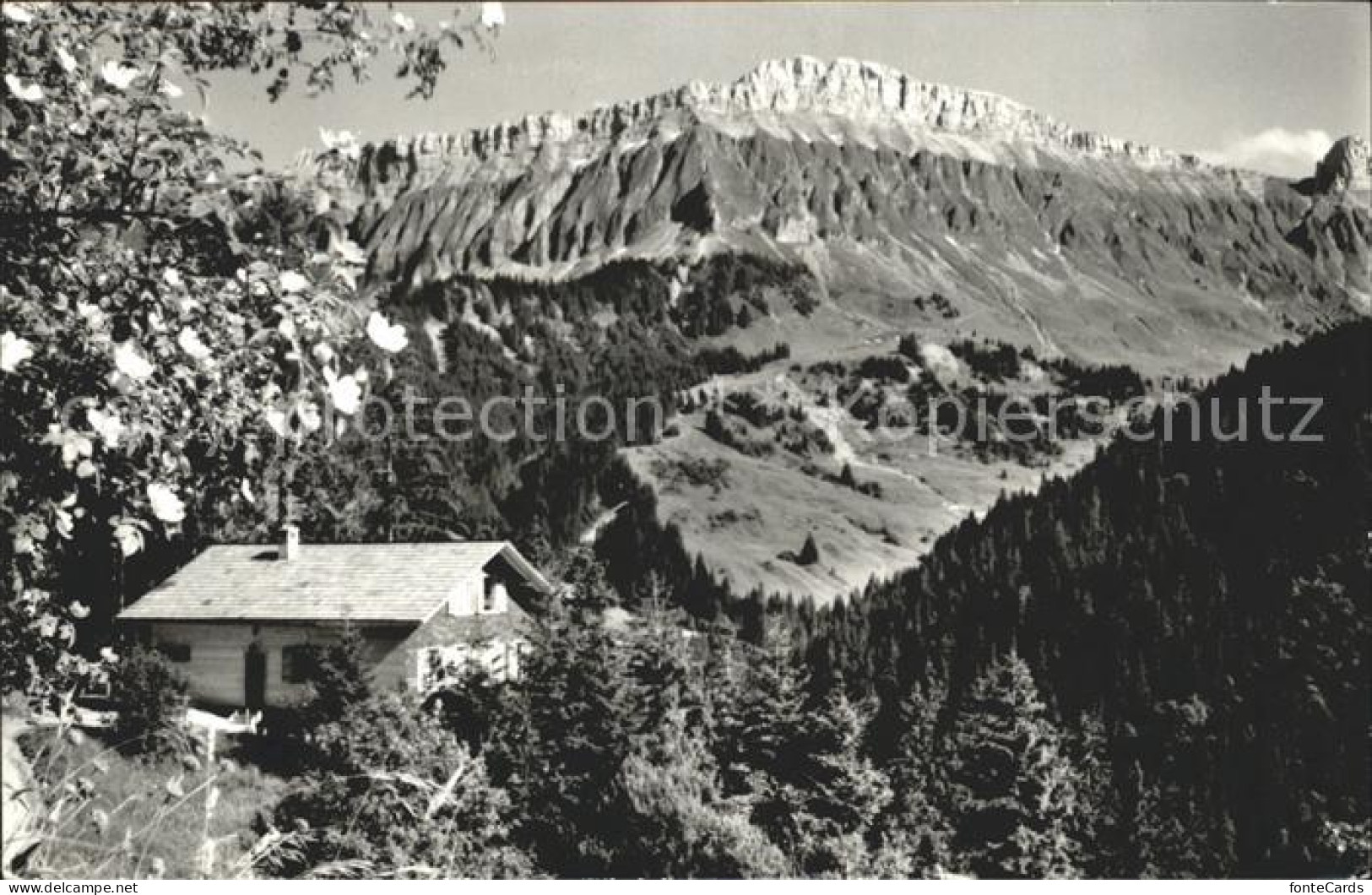 12023631 Hilfernthal Naturfreundehaus Schrattenblick Baumbluete Alpenblick Wigge - Sonstige & Ohne Zuordnung