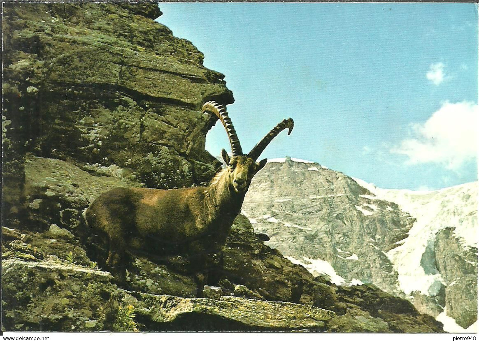 Gran Paradiso (Valle D'Aosta) Parco Nazionale, Panorama E Stambecco, Vue Et Bouquetin - Aosta