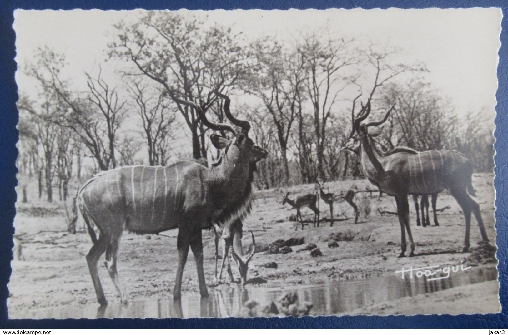 CPM CARTE POSTALE GRAND KOUDOUS - Andere & Zonder Classificatie